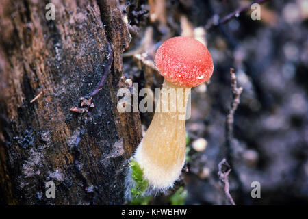 Close-up Makro Foto von einem sehr jungen red-capped Pilz auf einem Fauligen stumpf. Stockfoto