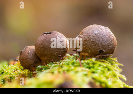Close-up Makro Foto von pear-shaped puffball (lycoperdon Pyriforme) Pilze auf einem Bemoosten Baumstumpf in den Wald. Stockfoto