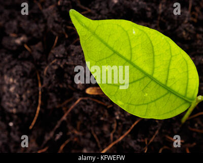 Junge Pflanzen im Boden Stockfoto