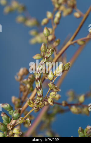 Feldbeifuß-Blütenspanner, Feldbeifuss-Blütenspanner, Blütenspanner, Raupe frisst an Feldbeifuß, Eupithecia innotata, winkliger Mops, Raupe, Sp Stockfoto