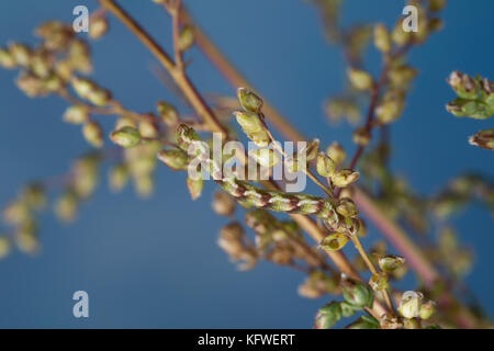 Feldbeifuß-Blütenspanner, Feldbeifuss-Blütenspanner, Blütenspanner, Raupe frisst an Feldbeifuß, Eupithecia innotata, winkliger Mops, Raupe, Sp Stockfoto