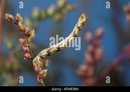 Feldbeifuß-Blütenspanner, Feldbeifuss-Blütenspanner, Blütenspanner, Raupe frisst an Feldbeifuß, Eupithecia innotata, winkliger Mops, Raupe, Sp Stockfoto