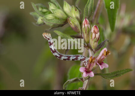 Mondfleckiger Blütenspanner, Weißer Blütenspanner, Raupe frisst an Zahntrost, Eupithecia centaureata, Limettenspeck Mops, Raupe, L'Eupithécie des CE Stockfoto