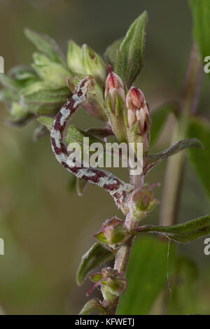 Mondfleckiger Blütenspanner, Weißer Blütenspanner, Raupe frisst an Zahntrost, Eupithecia centaureata, Limettenspeck Mops, Raupe, L'Eupithécie des CE Stockfoto