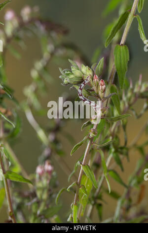 Mondfleckiger Blütenspanner, Weißer Blütenspanner, Raupe frisst an Zahntrost, Eupithecia centaureata, Limettenspeck Mops, Raupe, L'Eupithécie des CE Stockfoto