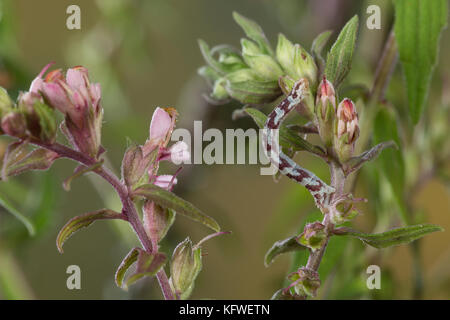 Mondfleckiger Blütenspanner, Weißer Blütenspanner, Raupe frisst an Zahntrost, Eupithecia centaureata, Limettenspeck Mops, Raupe, L'Eupithécie des CE Stockfoto