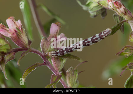 Mondfleckiger Blütenspanner, Weißer Blütenspanner, Raupe frisst an Zahntrost, Eupithecia centaureata, Limettenspeck Mops, Raupe, L'Eupithécie des CE Stockfoto