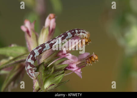 Mondfleckiger Blütenspanner, Weißer Blütenspanner, Raupe frisst an Zahntrost, Eupithecia centaureata, Limettenspeck Mops, Raupe, L'Eupithécie des CE Stockfoto