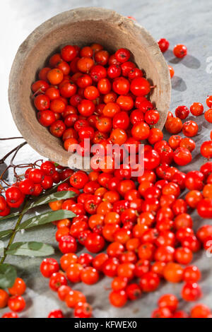 Vogelbeeren, Ernte der Früchte, Beeren, Vogelbeere, Eberesche, Vogel-Beeren, Vogelbeerbaum, Sorbus aucuparia, Pyrus aucuparia, Eberesche, fru Stockfoto