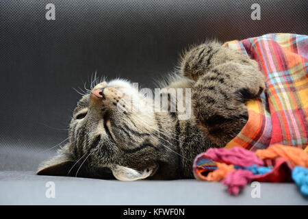 Schnell eingeschlafen tabby Katze mit einem bunten Tuch Stockfoto