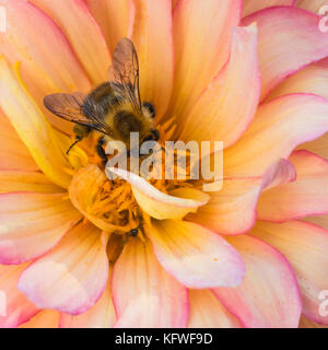 Eine Hummel sammelt Pollen aus einem farbenfrohen Dahlien blühen. Stockfoto