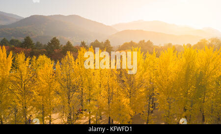 Luftaufnahme. Sonnenaufgang im Herbst an der Insel Nami, Seoul Korea Stockfoto