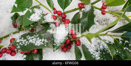 Holly und Blätter Hintergrund Banner. Ilex aquifolium Twig im Schnee Weihnachten und das neue Jahr Thema. Stockfoto