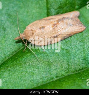 Eine Makroaufnahme einer Motte sitzt auf einem grünen Blatt. Stockfoto