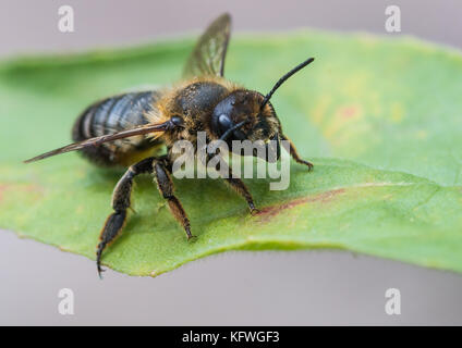 Eine Makroaufnahme eines Blattes Cutter Bee. Stockfoto