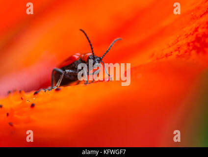 Eine Makroaufnahme eines roten lily Käfer sitzen auf den Blütenblättern eines asiatischen Lily. Stockfoto