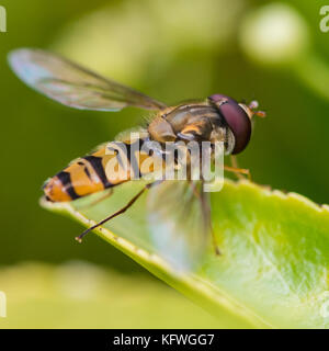 Eine Makroaufnahme eines hoverfly Sitzen auf einem Privet hedge Blatt. Stockfoto