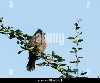 Gemeinsame bulbul in brauner Farbe sitzen auf Zweig Stockfoto