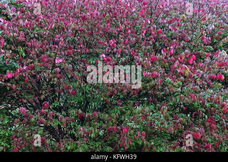 Laub von geflügelten Spindel, geflügelte euonymus oder brennenden Busch, Euonymus alatus multi-stem, Pennsylvannia, United States. Stockfoto