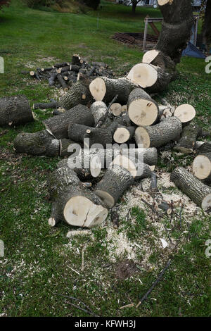 Kürzlich geschnittenen Baum für Brennholz, United States. Stockfoto