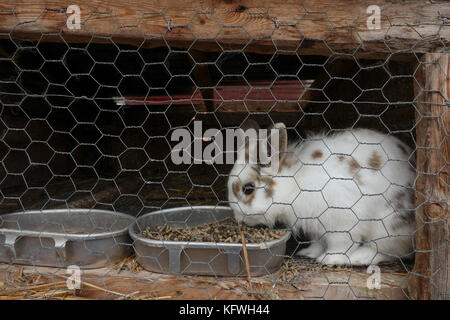 Bauernhof Kaninchen im Stall, Käfig zu essen. Stockfoto