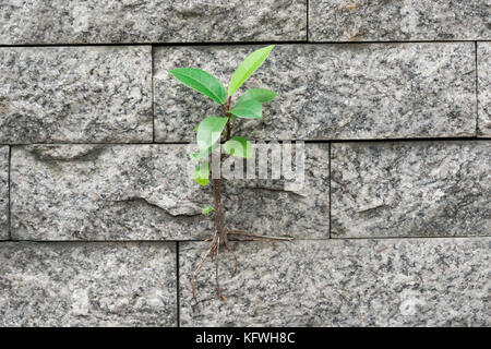 Die Bäume wachsen Überleben an der Wand, der Kampf mit dem Hindernis im Leben zeigen. Stockfoto