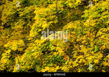 Zweige von Bäumen in einem Herbst Park. saisonale Hintergrund. Textur von gelben Baumkrone im Herbst Stockfoto