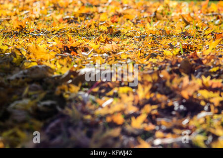Gefallenen Blätter im Herbst Hintergrund. bunten Hintergrund Bild des gefallenen Blätter im Herbst perfekt für saisonale verwenden Stockfoto