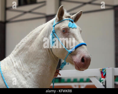 Thoroughbred cremello Pferd mit blauen Auge und Zügel gegen stabiler Hintergrund Stockfoto
