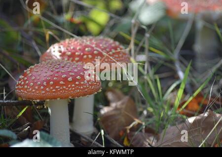 Wilde Pilze wachsen auf Waldufer Stockfoto