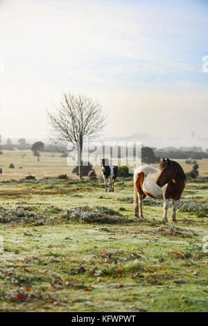 New Forest, Hampshire, UK. 1 Nov, 2017. UK Wetter. New Forest Ponys ein Sonnenbad Aufwärmen genießen Sie die aufgehende Sonne durch den Nebel und Nebel auf Kanada, West Wellow Hampshire England brechen. Mittwoch Morgen war mit Nebel und Dunst Patches in Hampshire England begrüßt, obwohl es nicht das Beste Bedingungen für Pendler, Bewohner und Hund Spaziergänger auf Kanada Common, das liegt am Rande des Nationalparks Der neue Wald mit einem schönen Start in den Tag begrüßt wurden. Credit: PBWPIX/Alamy leben Nachrichten Stockfoto