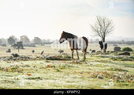 New Forest, Hampshire, UK. 1 Nov, 2017. UK Wetter. New Forest Ponys ein Sonnenbad Aufwärmen genießen Sie die aufgehende Sonne durch den Nebel und Nebel auf Kanada, West Wellow Hampshire England brechen. Mittwoch Morgen war mit Nebel und Dunst Patches in Hampshire England begrüßt, obwohl es nicht das Beste Bedingungen für Pendler, Bewohner und Hund Spaziergänger auf Kanada Common, das liegt am Rande des Nationalparks Der neue Wald mit einem schönen Start in den Tag begrüßt wurden. Credit: PBWPIX/Alamy leben Nachrichten Stockfoto