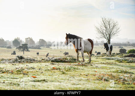 New Forest, Hampshire, UK. 1 Nov, 2017. UK Wetter. New Forest Ponys ein Sonnenbad Aufwärmen genießen Sie die aufgehende Sonne durch den Nebel und Nebel auf Kanada, West Wellow Hampshire England brechen. Mittwoch Morgen war mit Nebel und Dunst Patches in Hampshire England begrüßt, obwohl es nicht das Beste Bedingungen für Pendler, Bewohner und Hund Spaziergänger auf Kanada Common, das liegt am Rande des Nationalparks Der neue Wald mit einem schönen Start in den Tag begrüßt wurden. Credit: PBWPIX/Alamy leben Nachrichten Stockfoto