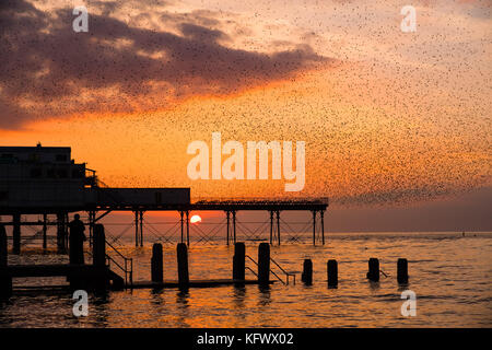 Aberystwyth Wales uk, Mittwoch, 01 November 2017 uk Wetter: ein spektakuläres Schauspiel von Staren gegen einen dramatischen Sonnenuntergang, zu den Tausenden der kleinen Vögel fliegen und swoop in 'murmurations" der komplizierten Mustern im Himmel in Aberystwyth, bevor sie für die Nacht unter Meer Pier der Stadt roost. Nachdem Sie den Sommer über in Skandinavien, die Herden der wandernden Stare ihren Winter Futterplatz und Quartieren in Großbritannien Foto zurück © Keith Morris/alamy leben Nachrichten Stockfoto