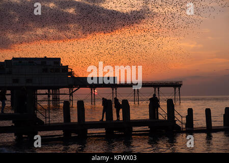 Aberystwyth Wales UK, Mittwoch 01 November 2017 UK Wetter: eine spektakuläre Darstellung von Starlingen vor einem dramatischen Sonnenuntergang, während Tausende der winzigen Vögel fliegen und in „Murmeln“ komplizierter Muster am Himmel in Aberystwyth tauchen, bevor sie hinabsteigen, um die Nacht unter der Seebrücke der Stadt zu verbringen. Nachdem die Sommermonate in Skandinavien verbracht wurden, sind die Herden von Zugstarnen wieder zu ihrem Winterfuttergebiet und ihren Schlafplätzen im Vereinigten Königreich zurückgekehrt Foto © Keith Morris / Alamy Live News Stockfoto