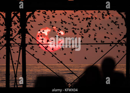 Aberystwyth Wales UK, Mittwoch 01 November 2017 UK Wetter: eine spektakuläre Darstellung von Starlingen vor einem dramatischen Sonnenuntergang, während Tausende der winzigen Vögel fliegen und in „Murmeln“ komplizierter Muster am Himmel in Aberystwyth tauchen, bevor sie hinabsteigen, um die Nacht unter der Seebrücke der Stadt zu verbringen. Nachdem die Sommermonate in Skandinavien verbracht wurden, sind die Herden von Zugstarnen wieder zu ihrem Winterfuttergebiet und ihren Schlafplätzen im Vereinigten Königreich zurückgekehrt Foto © Keith Morris / Alamy Live News Stockfoto