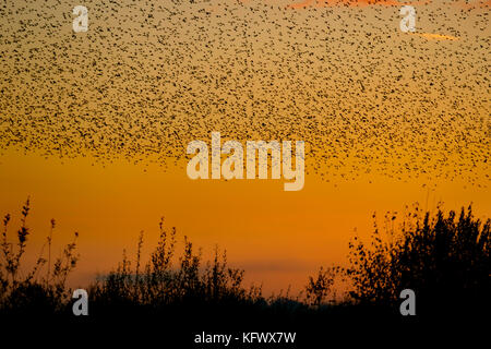 Southport, Merseyside, UK. 4. November 2017. UK Wetter: Starling mumuration über Tarleton. Letzter Tanz vor dem Bett, als Zehntausende von Staren über das bloße sammeln, wie der Beginn der kälteren Wetter, und frühe Nächte löst in diesem Herbst und Winter Gruppierungen zu sammeln. Die Geräusche, die sie als ein Geräusch oder Rattern beschrieben vornehmen, sondern auch ziemlich intensiv und gedacht wird, Teil einer Kommunikation von Art. Immer mehr Vögel werden zu Herde zusammen erwartet, als die Wochen auf gehen, und die Zahl der Stare in einer Roost an einigen Stellen auf rund 100.000 Schwellen. Credit: MediaWorldImages/Alamy leben Nachrichten Stockfoto