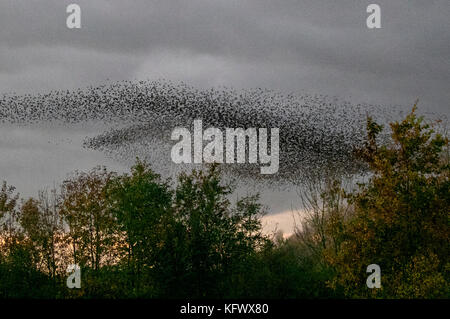 Southport, Merseyside, UK. 4. November 2017. UK Wetter: Starling mumuration über Tarleton. Letzter Tanz vor dem Bett, als Zehntausende von Staren über das bloße sammeln, wie der Beginn der kälteren Wetter, und frühe Nächte löst in diesem Herbst und Winter Gruppierungen zu sammeln. Die Geräusche, die sie als ein Geräusch oder Rattern beschrieben vornehmen, sondern auch ziemlich intensiv und gedacht wird, Teil einer Kommunikation von Art. Immer mehr Vögel werden zu Herde zusammen erwartet, als die Wochen auf gehen, und die Zahl der Stare in einer Roost an einigen Stellen auf rund 100.000 Schwellen. Credit: MediaWorldImages/Alamy leben Nachrichten Stockfoto