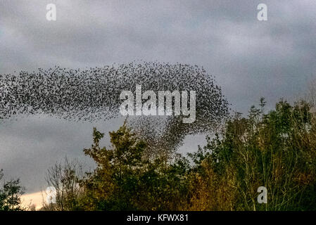 Southport, Merseyside, UK. 4. November 2017. UK Wetter: Starling mumuration über Tarleton. Letzter Tanz vor dem Bett, als Zehntausende von Staren über das bloße sammeln, wie der Beginn der kälteren Wetter, und frühe Nächte löst in diesem Herbst und Winter Gruppierungen zu sammeln. Die Geräusche, die sie als ein Geräusch oder Rattern beschrieben vornehmen, sondern auch ziemlich intensiv und gedacht wird, Teil einer Kommunikation von Art. Immer mehr Vögel werden zu Herde zusammen erwartet, als die Wochen auf gehen, und die Zahl der Stare in einer Roost an einigen Stellen auf rund 100.000 Schwellen. Credit: MediaWorldImages/Alamy leben Nachrichten Stockfoto