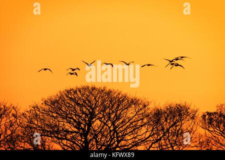 Burscough, Lancashire. Einen atemberaubenden Sonnenuntergang. 1. November 2017. UK Wetter. Eine Schar von Schwänen geht durch die Sonne nach einem schönen Tag über Burscough in diesem malerischen Teil von Lancashire. Diese bauernlandschaft sind einfach perfekt für diese wandernde Schwäne aufgrund Ihrer reichlichen Nahrungsaufnahme. Credit: cernan Elias/Alamy leben Nachrichten Stockfoto