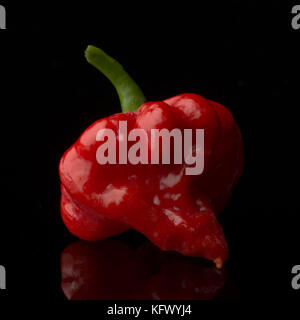 Santa Ana, Kalifornien, USA. 18 Okt, 2017. Die Carolina Reaper ist eine Sorte von Capsicum chinense Pflanze. In 2013, Guinness World Records nannte sie die heißesten Chili der Welt. Durchschnittliche Bewertung auf der Scoville Skala ist 1500000. Credit: Stan Sholik/ZUMA Draht/Alamy leben Nachrichten Stockfoto