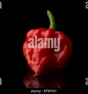 Santa Ana, Kalifornien, USA. 18 Okt, 2017. Die Carolina Reaper ist eine Sorte von Capsicum chinense Pflanze. In 2013, Guinness World Records nannte sie die heißesten Chili der Welt. Durchschnittliche Bewertung auf der Scoville Skala ist 1500000. Credit: Stan Sholik/ZUMA Draht/Alamy leben Nachrichten Stockfoto