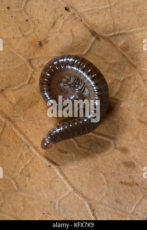 Schwarze Schlange Tausendfüßler, tachypodoiulus Niger, rollte sich auf Blatt, im Garten, im Blatt Wurf und Boden gefunden Stockfoto