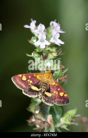 Kleine pyralid Moth, pyrausta purpuralis, an blühenden Thymian, foodplant, im Garten, fliegen tagsüber Stockfoto