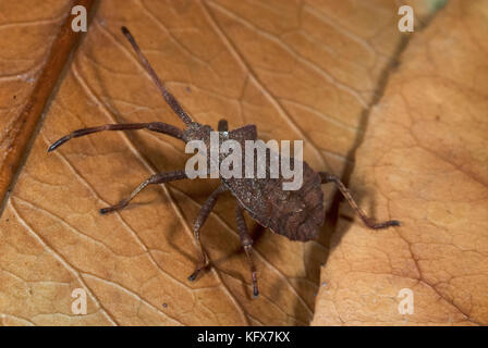 Braun shield Bug, coreus Marginatus, Junge, auf Blatt in Garten, Squash bug Stockfoto