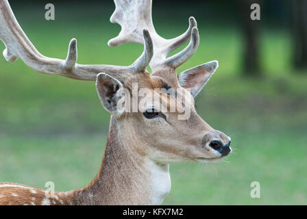 Damwild, cervus Dama, Männchen mit großen Geweih, Captive, Großbritannien Stockfoto