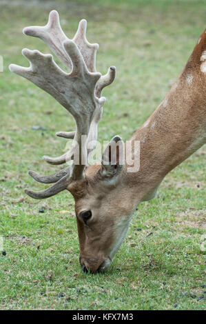 Damwild, cervus Dama, Männchen mit großen Geweih, Captive, Großbritannien Stockfoto