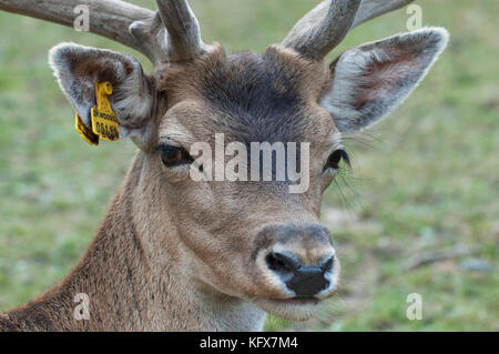 Damwild, cervus Dama, Männchen mit großen Geweih, Captive, Großbritannien Stockfoto