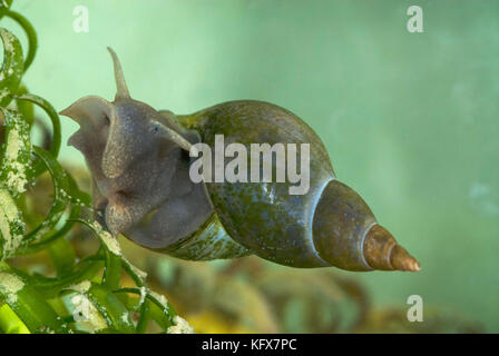 Großen Teich Schnecke Lymnaea stagnalis, Unterwasser auf Unkraut, größte Süßwasser pulmonates, können Sauerstoff aus der Luft bekommen von der Oberfläche mit einfachen Lunge Stockfoto