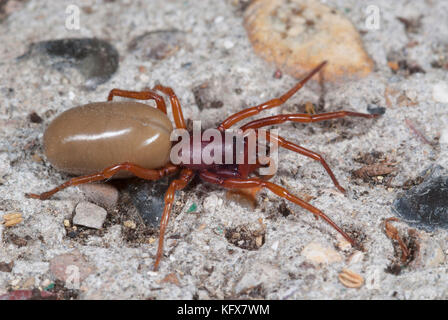 Dysdera crocata woodlouse Spider, auf dem Boden der Halle Stockfoto